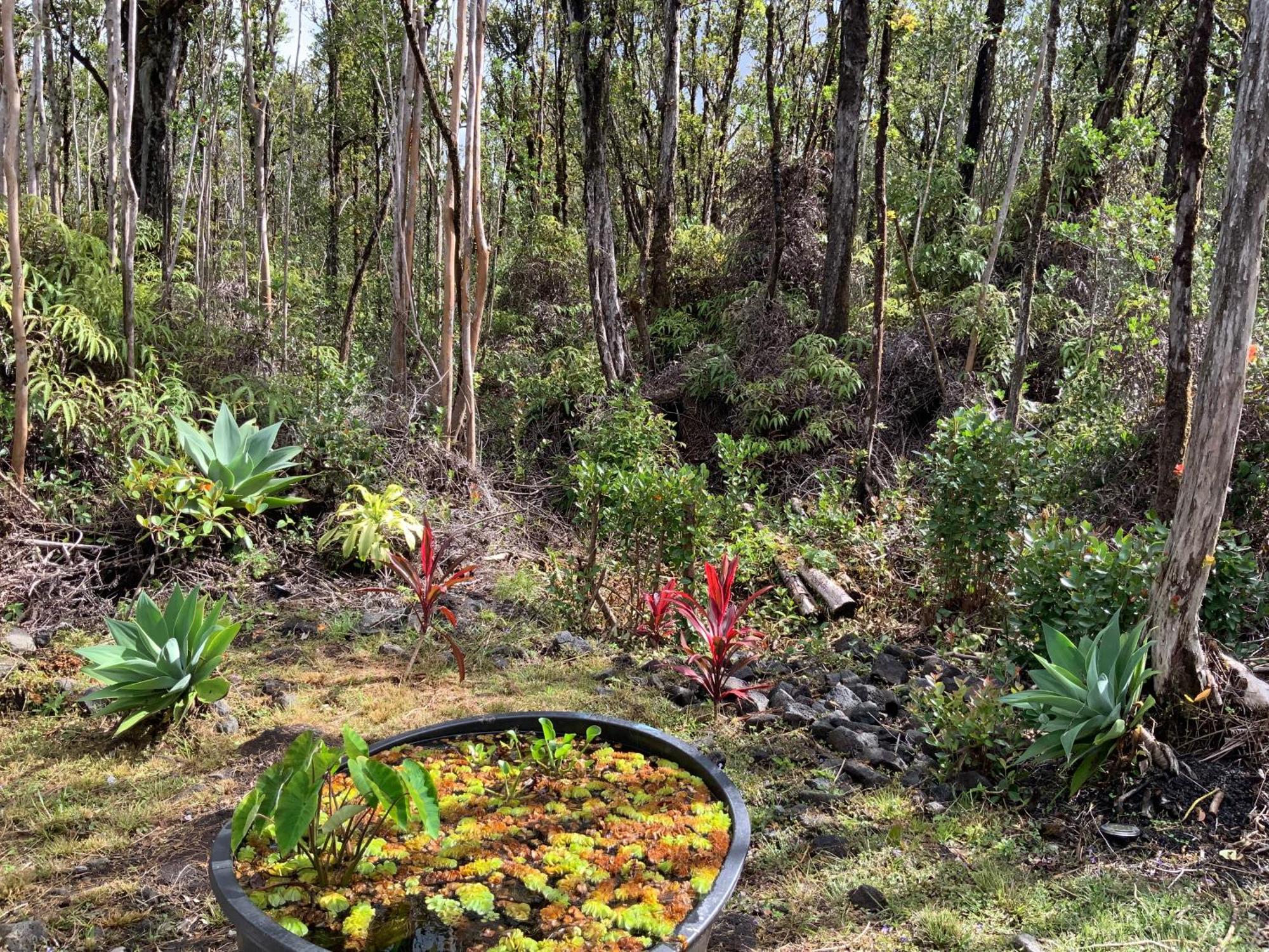 Exotic Garden Cottage At Amazing Volcano Fissure Mountain View Luaran gambar