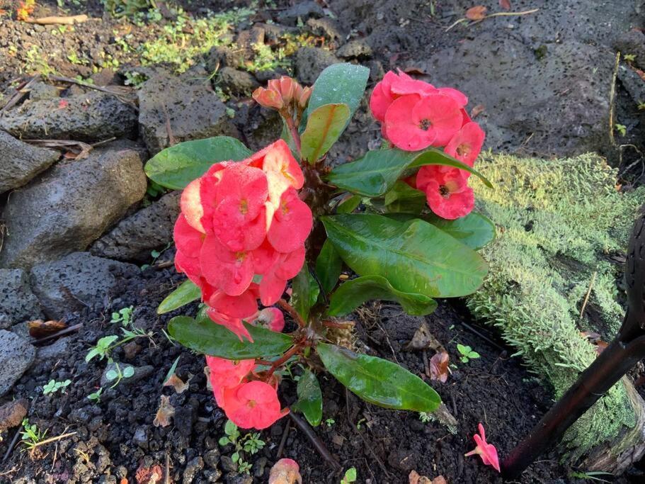 Exotic Garden Cottage At Amazing Volcano Fissure Mountain View Luaran gambar